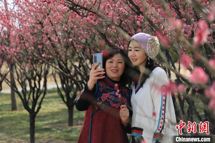 市民在梅花樹下拍照?！∴囆?攝