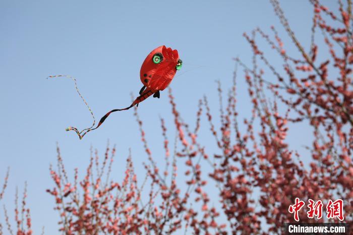 風箏在花中飛舞。　鄧小強 攝