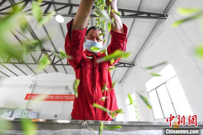 村民將茶葉攤青晾干。　楊華峰 攝