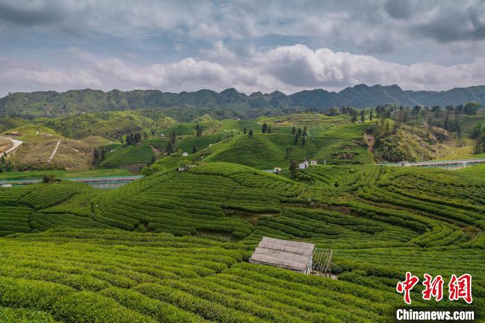 貴定縣云霧茶園?！√普?攝