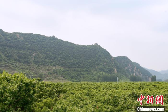 長城腳下萬畝栗花綻放，散發(fā)出淡淡清香?！『略破?攝