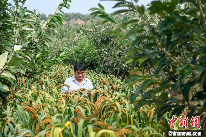 農(nóng)業(yè)專家劉正理正在查看谷子生長情況?！≮w亮 攝