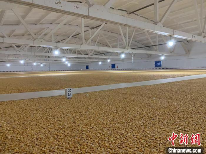 倉(cāng)內(nèi)清涼干爽、遍地金黃，上千平方米的糧食盡收眼底。　王惠琳 攝