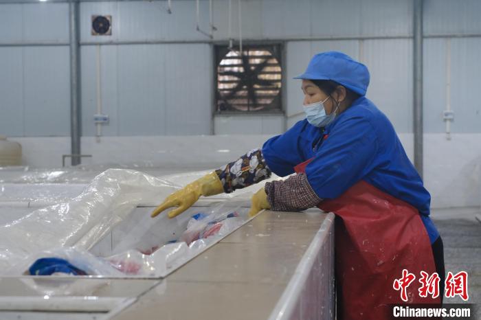 圖為一名工人正在檢查酸筍腌制情況?！⒖÷?攝