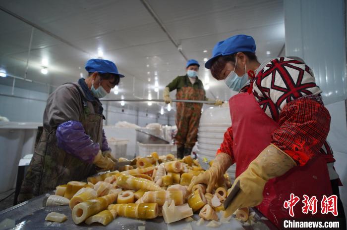 圖為多名工人正在將酸筍切成小塊?！№f國政 攝