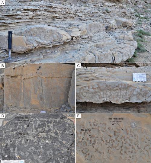 寒武系生物礁沉積模式示意圖?！∧瞎潘?供圖