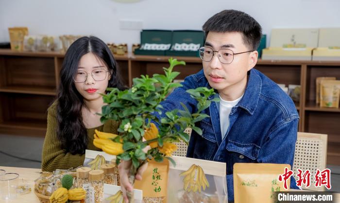 北山口村的佛手電商直播?！≈鬓k方供圖