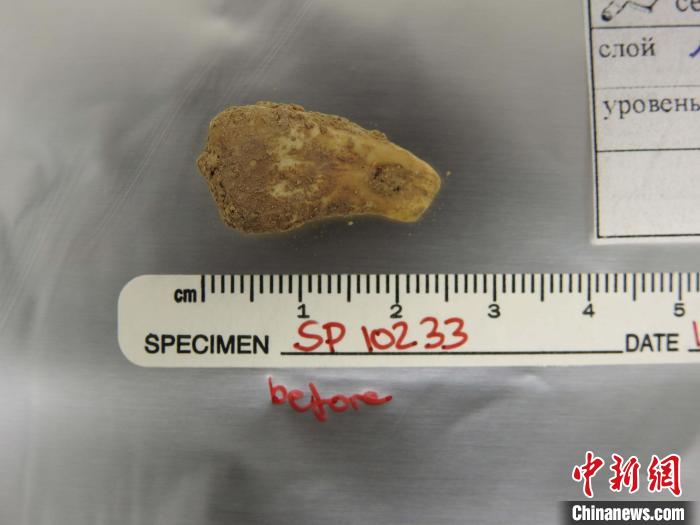 打孔鹿牙墜飾提取DNA前(圖片來自馬克斯·普朗克演化人類學研究所)?！∈┢樟指瘛ぷ匀?供圖