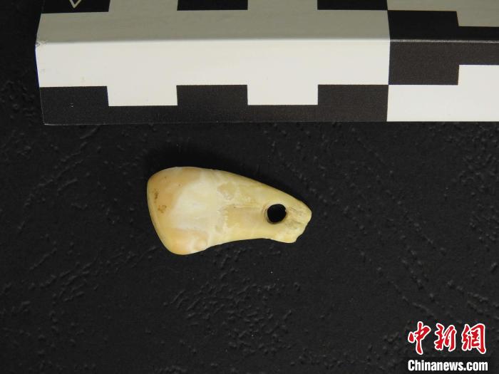 在南西伯利亞丹尼索瓦洞發(fā)現(xiàn)的打孔鹿牙墜飾(圖片來自馬克斯·普朗克演化人類學研究所)。　施普林格·自然 供圖