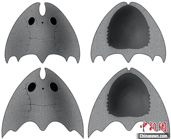 九江江夏魚(上)和后棘江夏魚(下)(史愛娟/繪)?！≈锌圃汗偶棺邓?供圖