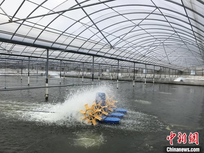 南美白對蝦養(yǎng)殖基地?！∠笊轿r蟹科技小院供圖