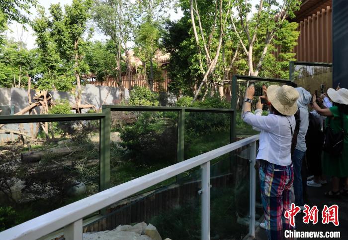 海外華文媒體近距離參觀大熊貓，探尋大熊貓的“大運情緣”?！⊥趵?攝