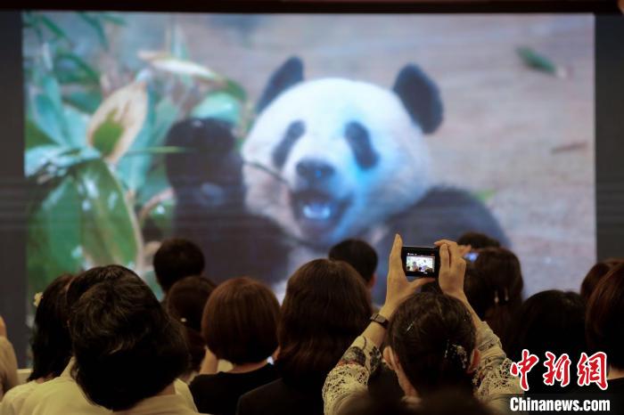 由中國(guó)駐東京旅游辦事處和東京中國(guó)文化中心共同主辦的大熊貓“香香”生日會(huì)在日本東京舉辦 蔣文月 攝
