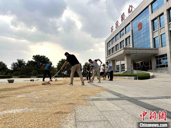 平原縣組織志愿者幫助農民晾曬小麥?！垈?攝