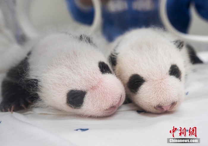 當(dāng)?shù)貢r(shí)間8月7日，韓國三星愛寶樂園公布雌性雙胞胎大熊貓幼崽(左為姐姐，右為妹妹)于6日拍攝的滿月照。愛寶樂園 供圖