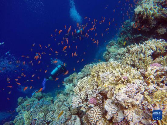  10月2日，人們在埃及西奈半島達(dá)哈布藍(lán)洞內(nèi)的珊瑚旁深潛。新華社記者 隋先凱 攝