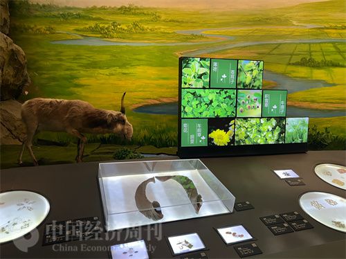   （中醫(yī)藥博物館展出的各類中藥材令人應接不暇。中國經(jīng)濟周刊記者 郭志強 攝）