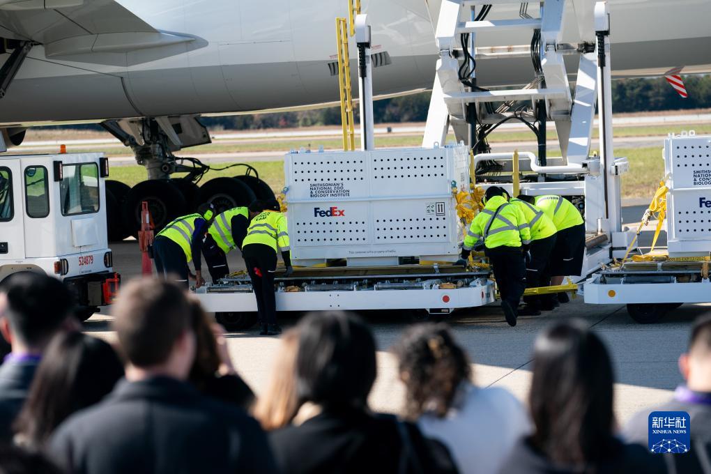 11月8日，在美國弗吉尼亞州的華盛頓杜勒斯國際機場，裝有大熊貓的特制“旅行包廂”準備運上專機。新華社記者劉杰攝