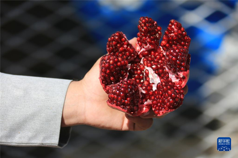 11月10日，在阿富汗首都喀布爾，商販展示產(chǎn)自阿富汗南部坎大哈省的石榴。新華社發(fā)（塞夫拉赫曼·薩菲攝）