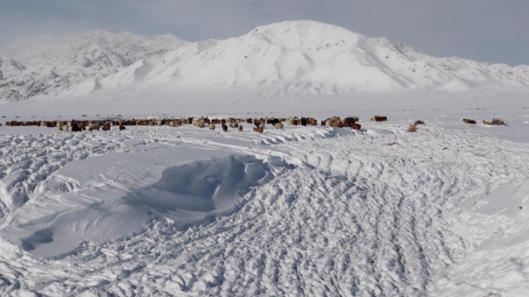 蒙古國近日發(fā)生雪災(zāi)。圖片來源：蒙政府網(wǎng)站