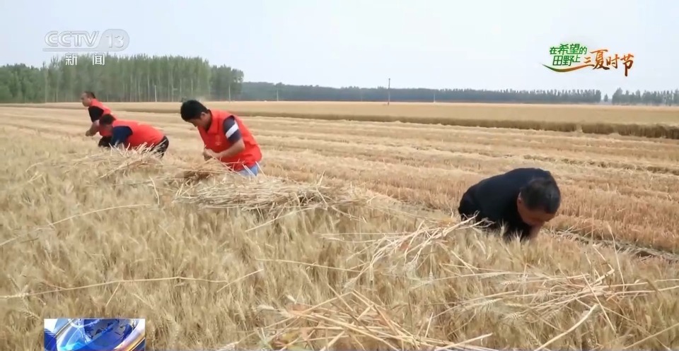 “三夏”生產(chǎn)思維導(dǎo)圖安排上了！還有政府大院等你來“曬”