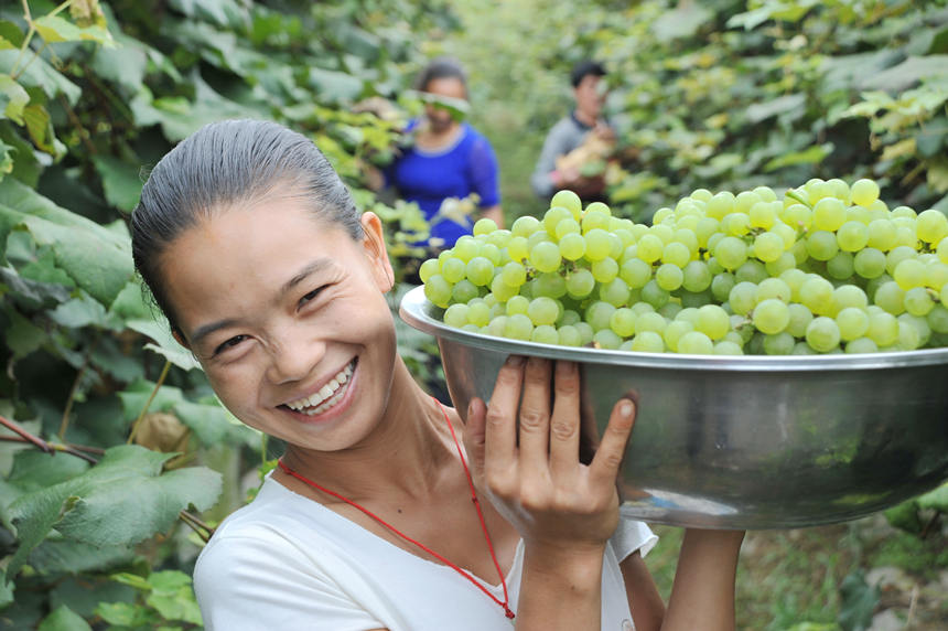 “關(guān)口葡萄谷”正成為花坪鎮(zhèn)域經(jīng)濟(jì)發(fā)展的重要增長點。