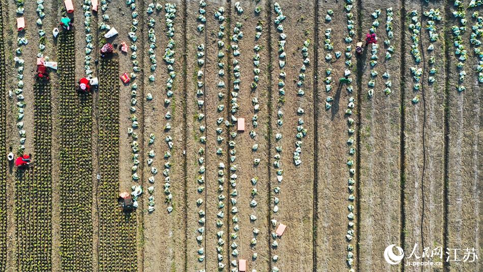 效佐社區(qū)村民對苗木進行田間管理。丁華明攝