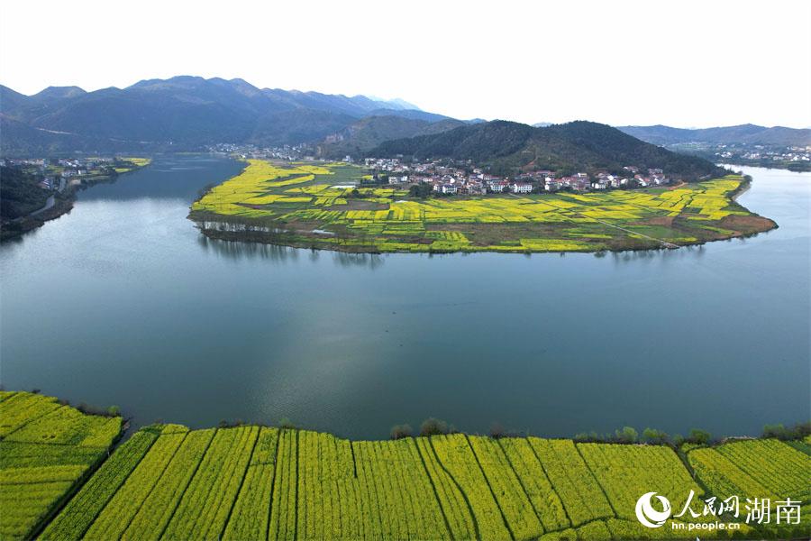 春江水暖，油菜花開。人民網 李芳森攝