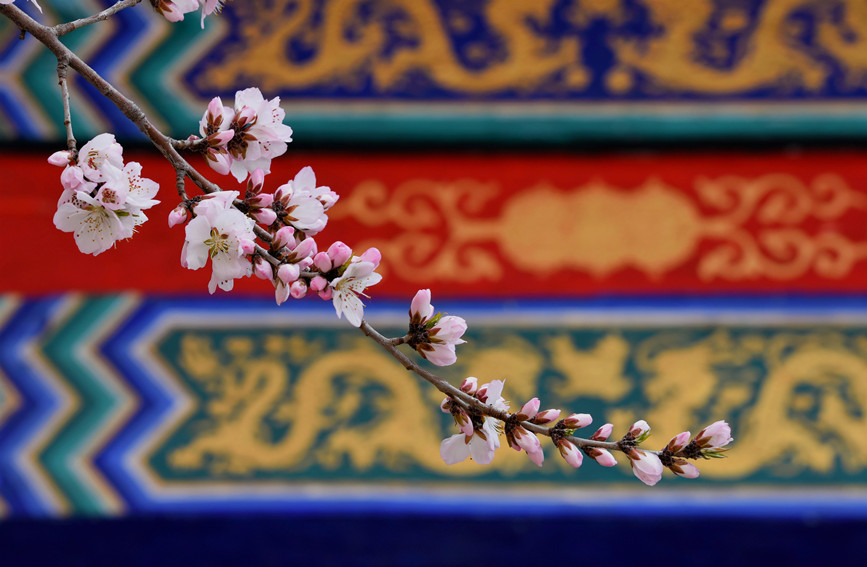 “云”賞桃花相映紅。紅橋區(qū)委宣傳部供圖