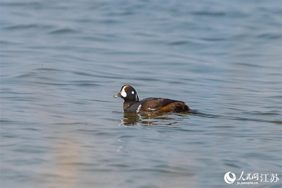丑鴨首次現(xiàn)身鹽城黃海濕地。 周晨曦攝
