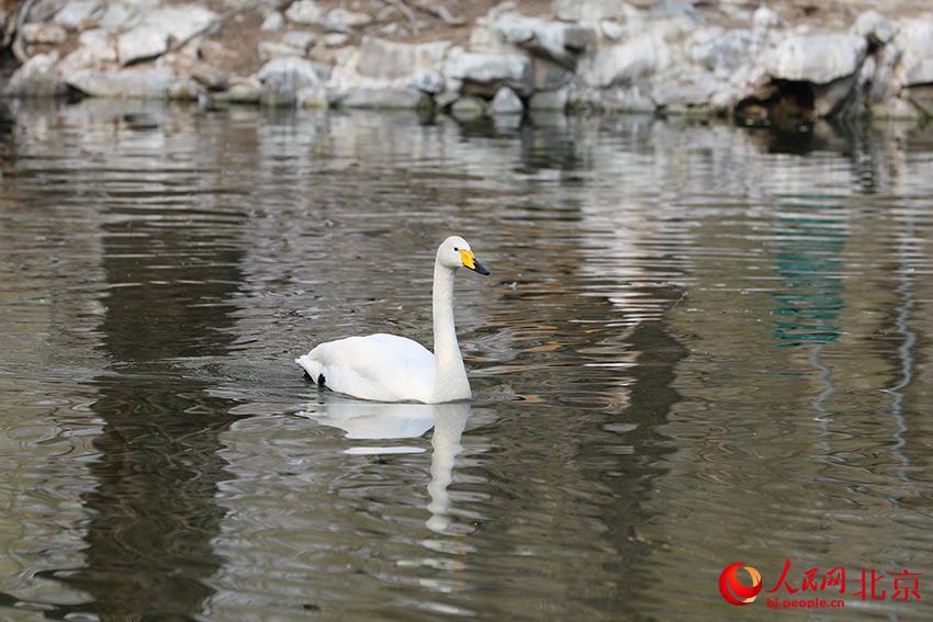 北京動(dòng)物園水禽湖上，水鳥游弋其中，傳遞春的消息。人民網(wǎng) 尹星云攝