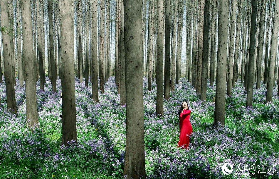 大地好像鋪上了夢幻般的地毯，分外迷人。陳義寶攝