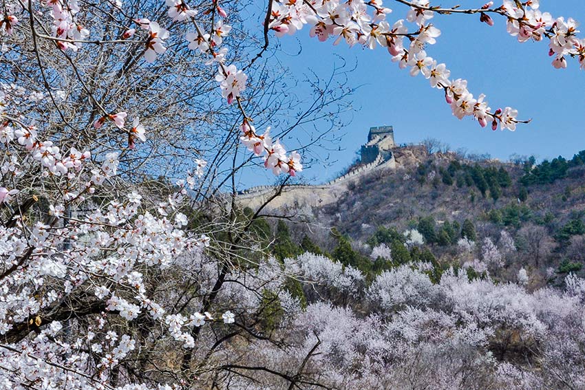 眼下，八達嶺長城內(nèi)外春花爭艷。陸軍攝