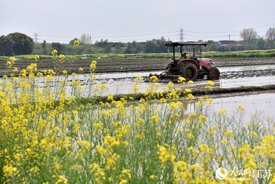 第一批早稻開始插播。崔煒攝