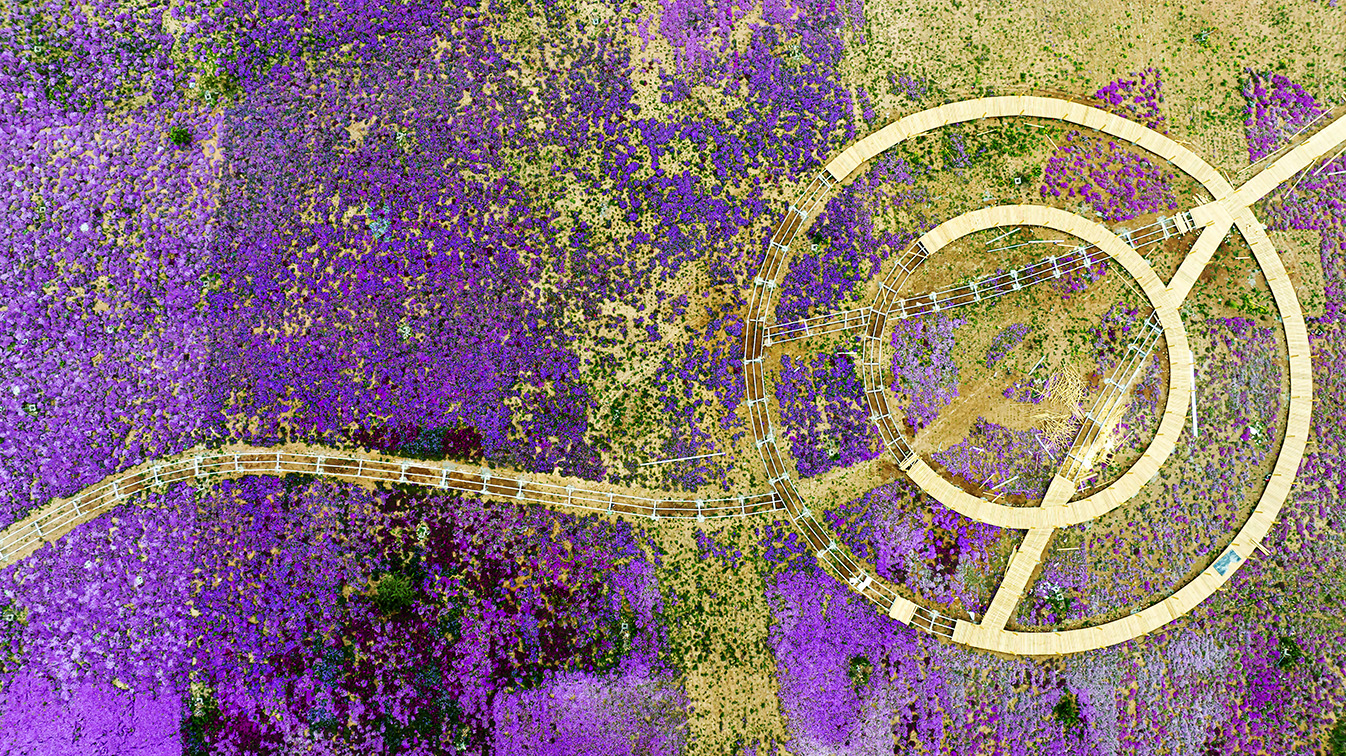 邯鄲市復(fù)興區(qū)德豐生態(tài)園的300畝芝櫻花進(jìn)入最佳觀賞期。放眼望去，五彩音符和豎琴造型下的芝櫻花恰似披上了一層色彩斑斕的錦緞，蔚為壯觀。聶長(zhǎng)青攝