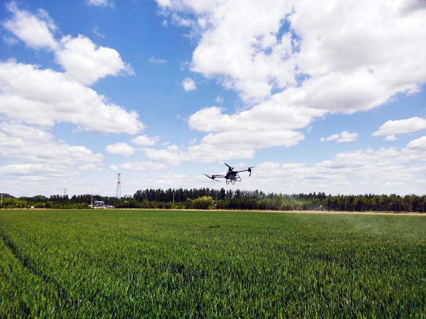河北省遷安市扣莊鎮(zhèn)海沃之豐合作社利用植保無(wú)人機(jī)進(jìn)行“一噴三防”作業(yè)。 張友青攝