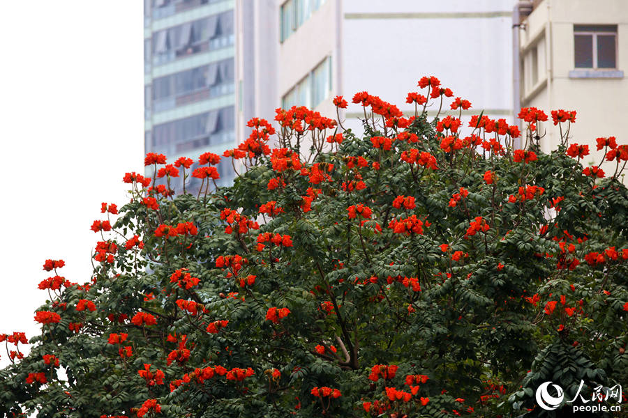 廈門市金榜公園旁的火焰木滿樹繁花。人民網 陳博攝