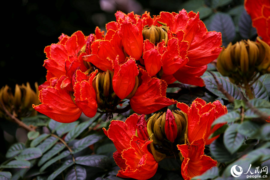 一朵朵紅花在枝葉頂端綻放。人民網 陳博攝
