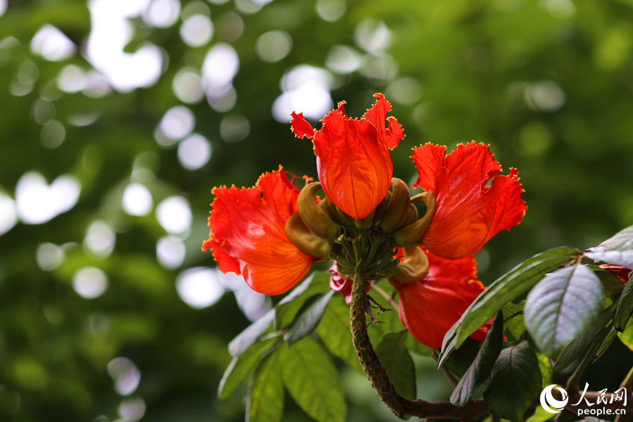 火焰木花冠呈鐘形。人民網 陳博攝