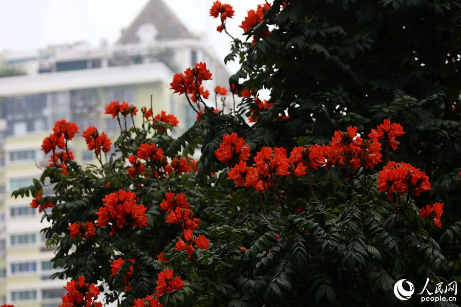 火焰木花朵遠觀猶如燃燒的火。人民網 陳博攝