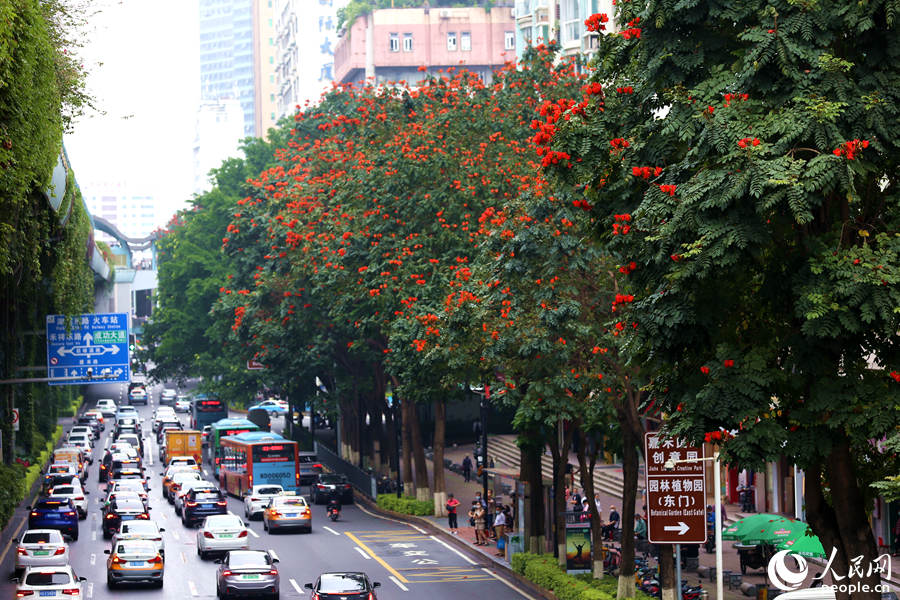 廈禾路兩側的行道樹頂猶如披上一層紅紗。人民網 陳博攝