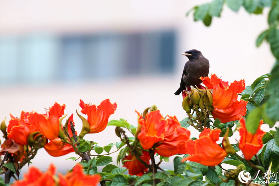 一只小鳥在火焰木花朵間眺望。人民網 陳博攝