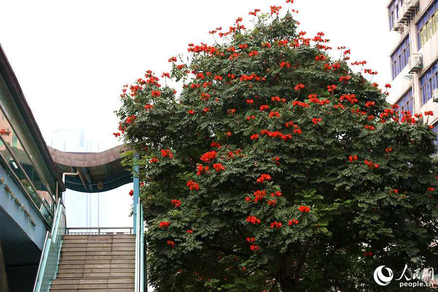 廈門市金榜公園BRT站旁的火焰木。人民網 陳博攝