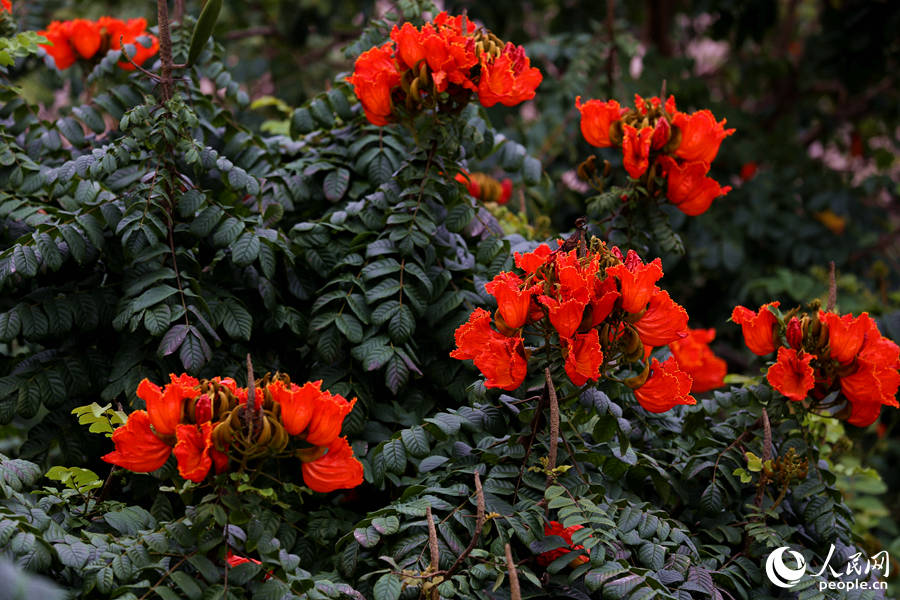 火焰木花朵聚成緊密的傘房式總狀花序。人民網 陳博攝