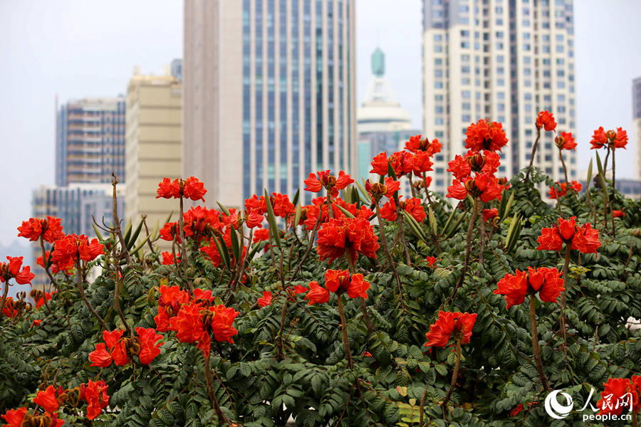 火焰木花朵在樹頂連片盛開。人民網 陳博攝