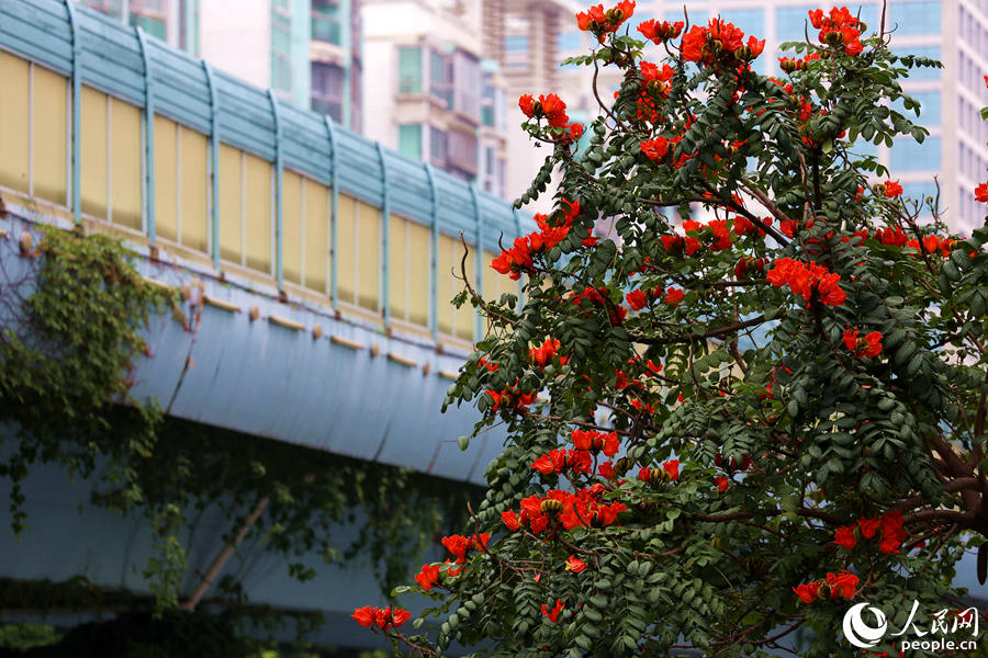 火焰木樹高10米以上，高度與BRT高架橋相當。人民網 陳博攝