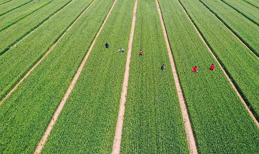 山東省鄒平市蔡家村高標準農田，農民在進行去雜作業(yè)。