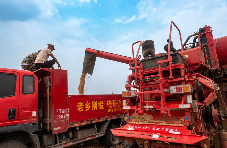 魯山縣組織多種形式的志愿隊伍，幫助困難群眾解決夏收夏種難題。葉全花攝