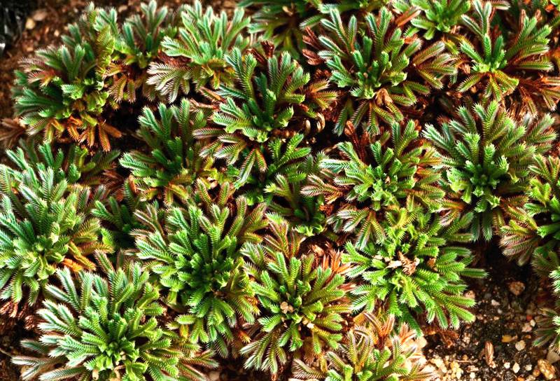 彩虹卷柏的葉片呈彩虹色。袁浪興供圖