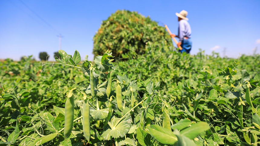 河北省唐山市灤南縣宋道口鎮(zhèn)崔董各莊村農(nóng)民在田間收獲豌豆。張永新攝